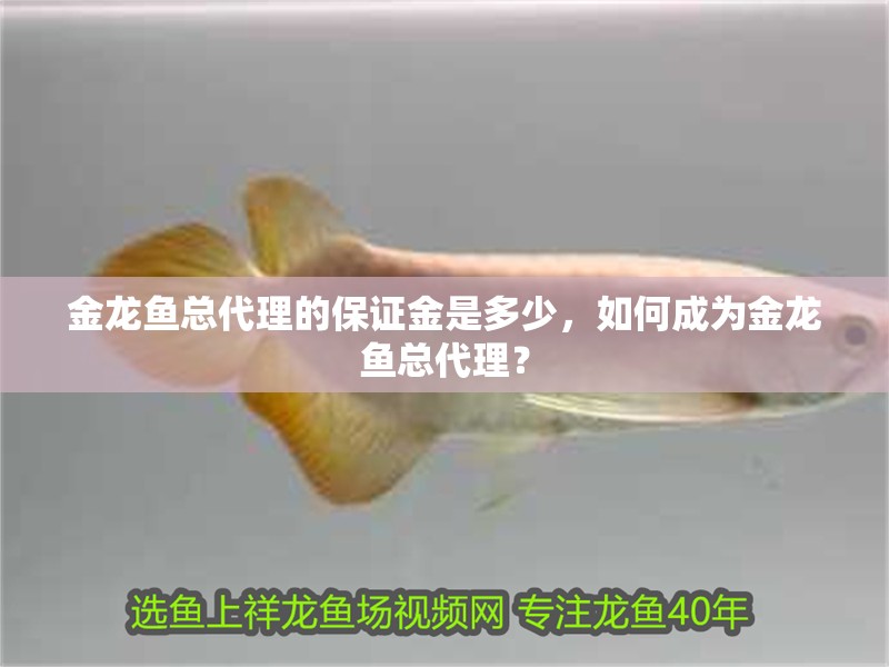 金龍魚(yú)總代理的保證金是多少，如何成為金龍魚(yú)總代理？ 金龍魚(yú)總代理的保證金是多少，如何成為金龍魚(yú)總代理？ 龍魚(yú)百科