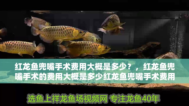 紅龍魚兜嘴手術費用大概是多少？，紅龍魚兜嘴手術的費用大概是多少紅龍魚兜嘴手術費用大概是多少