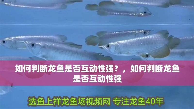 如何判斷龍魚是否互動(dòng)性強(qiáng)？，如何判斷龍魚是否互動(dòng)性強(qiáng)