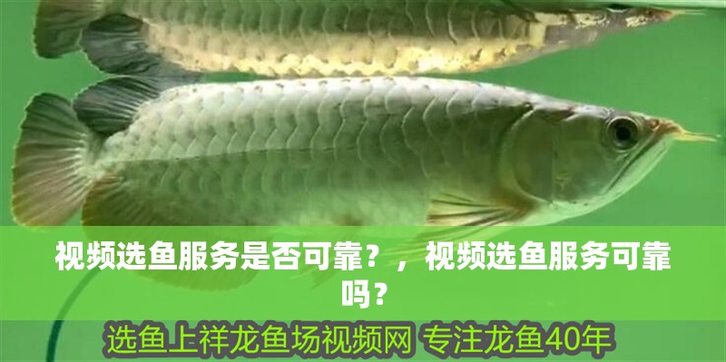 視頻選魚服務是否可靠？，視頻選魚服務可靠嗎？