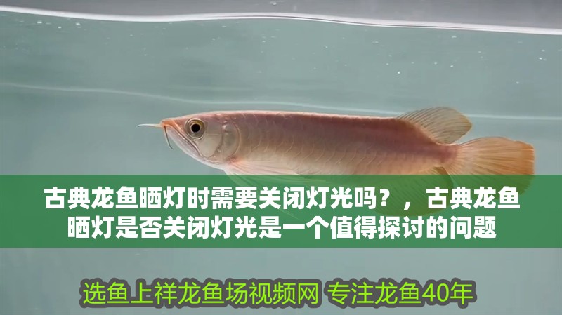 古典龍魚曬燈時需要關閉燈光嗎？，古典龍魚曬燈是否關閉燈光是一個值得探討的問題 古典龍魚曬燈時需要關閉燈光嗎？，古典龍魚曬燈是否關閉燈光是一個值得探討的問題 龍魚百科