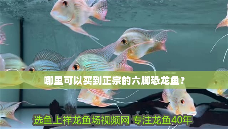 哪里可以買到正宗的六腳恐龍魚？