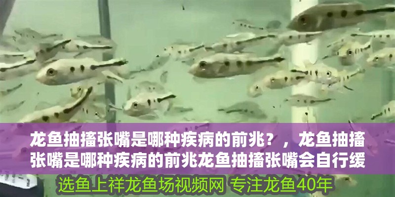 龍魚抽搐張嘴是哪種疾病的前兆？，龍魚抽搐張嘴是哪種疾病的前兆龍魚抽搐張嘴會自行緩解嗎 龍魚抽搐張嘴是哪種疾病的前兆？，龍魚抽搐張嘴是哪種疾病的前兆龍魚抽搐張嘴會自行緩解嗎 龍魚百科