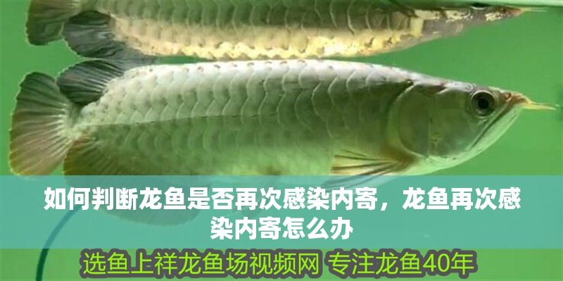 如何判斷龍魚是否再次感染內(nèi)寄，龍魚再次感染內(nèi)寄怎么辦 如何判斷龍魚是否再次感染內(nèi)寄，龍魚再次感染內(nèi)寄怎么辦 龍魚百科