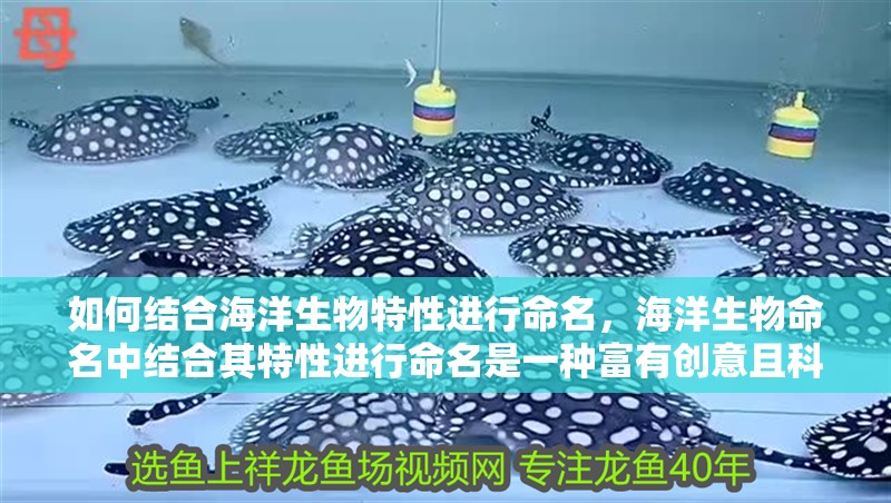 如何結合海洋生物特性進行命名，海洋生物命名中結合其特性進行命名是一種富有創意且科學的方法 如何結合海洋生物特性進行命名，海洋生物命名中結合其特性進行命名是一種富有創意且科學的方法 龍魚百科