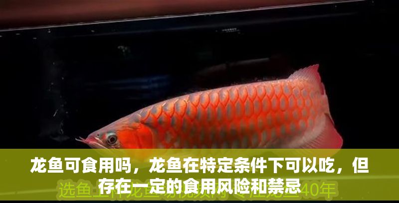 龍魚可食用嗎，龍魚在特定條件下可以吃，但存在一定的食用風險和禁忌 龍魚可食用嗎，龍魚在特定條件下可以吃，但存在一定的食用風險和禁忌 龍魚百科 第2張