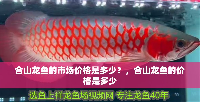 合山龍魚的市場(chǎng)價(jià)格是多少？，合山龍魚的價(jià)格是多少