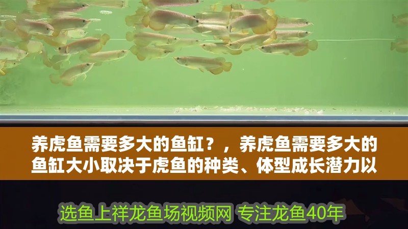 養虎魚需要多大的魚缸？，養虎魚需要多大的魚缸大小取決于虎魚的種類、體型成長潛力以及飼養數量