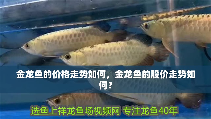 金龍魚的價格走勢如何，金龍魚的股價走勢如何？