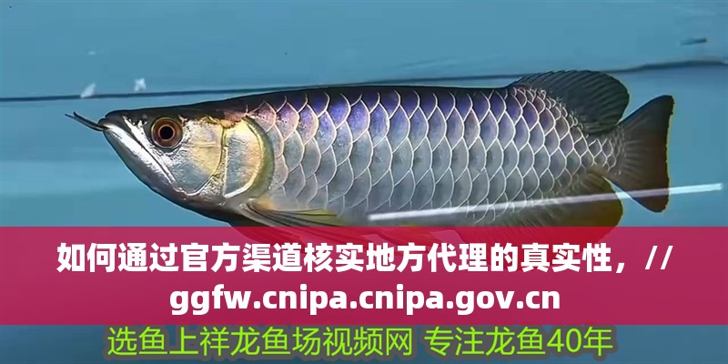 如何通過官方渠道核實(shí)地方代理的真實(shí)性，//ggfw.cnipa.cnipa.gov.cn 如何通過官方渠道核實(shí)地方代理的真實(shí)性，//ggfw.cnipa.cnipa.gov.cn 龍魚百科