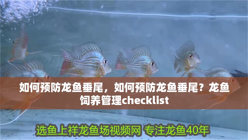 如何預防龍魚垂尾，如何預防龍魚垂尾？龍魚飼養管理checklist