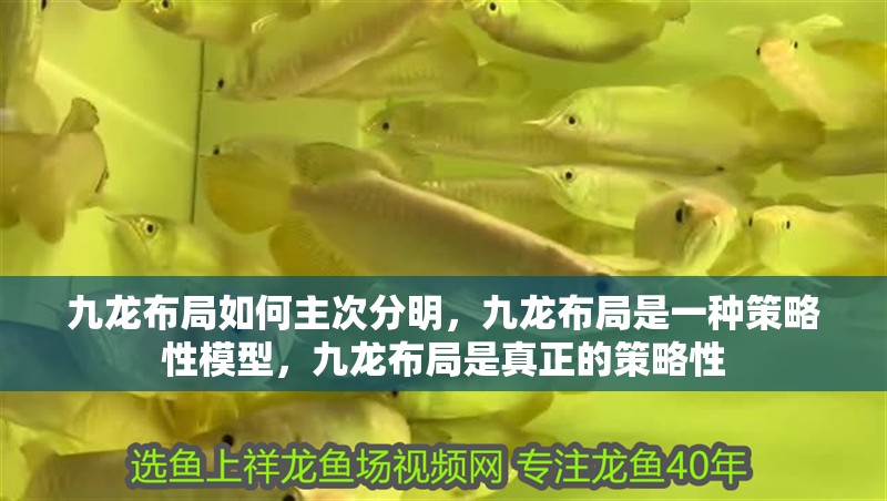 九龍布局如何主次分明，九龍布局是一種策略性模型，九龍布局是真正的策略性 九龍布局如何主次分明，九龍布局是一種策略性模型，九龍布局是真正的策略性 龍魚百科