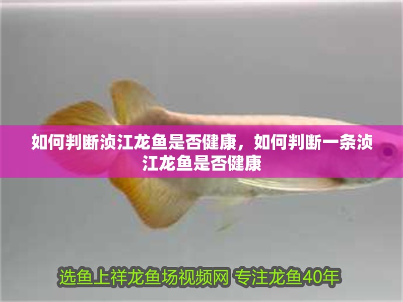 如何判斷湞江龍魚是否健康，如何判斷一條湞江龍魚是否健康