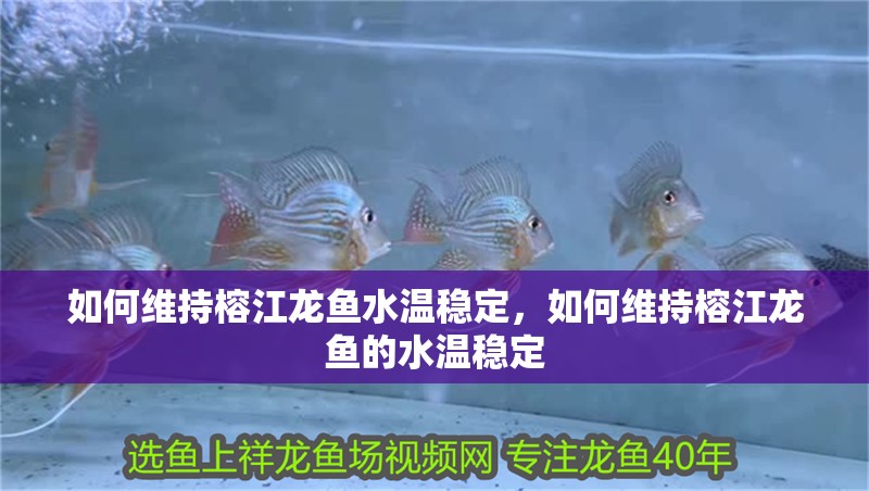 如何維持榕江龍魚(yú)水溫穩(wěn)定，如何維持榕江龍魚(yú)的水溫穩(wěn)定 如何維持榕江龍魚(yú)水溫穩(wěn)定，如何維持榕江龍魚(yú)的水溫穩(wěn)定 龍魚(yú)百科