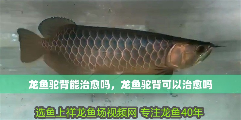魚缸用增氧泵價格是多少:魚缸增氧機-xtrac增氧機-xtrac增氧機 龍魚駝背能治愈嗎,龍魚駝背可以治愈嗎 龍魚百科 龍魚駝背能治愈嗎,龍魚駝背可以治愈嗎 龍魚駝背能治愈嗎,龍魚駝背可以治愈嗎 龍魚百科