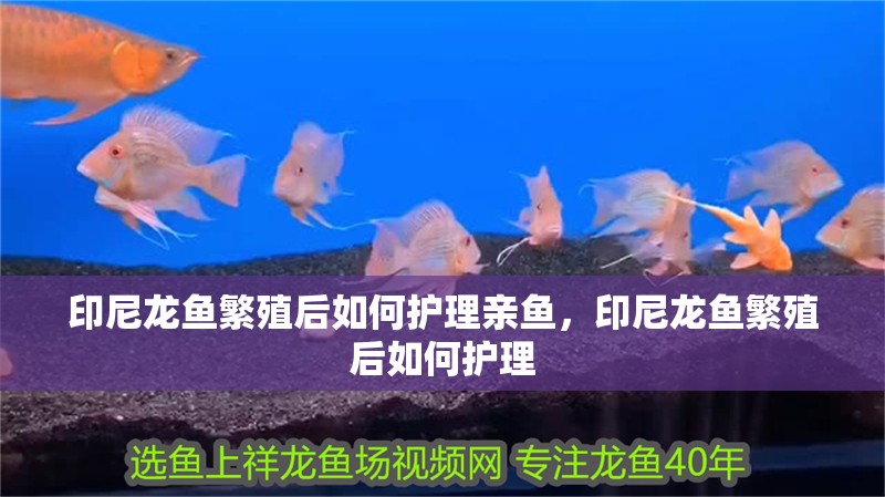 印尼龍魚繁殖后如何護理親魚，印尼龍魚繁殖后如何護理