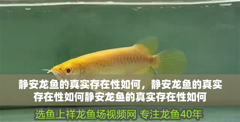 靜安龍魚的真實存在性如何，靜安龍魚的真實存在性如何靜安龍魚的真實存在性如何