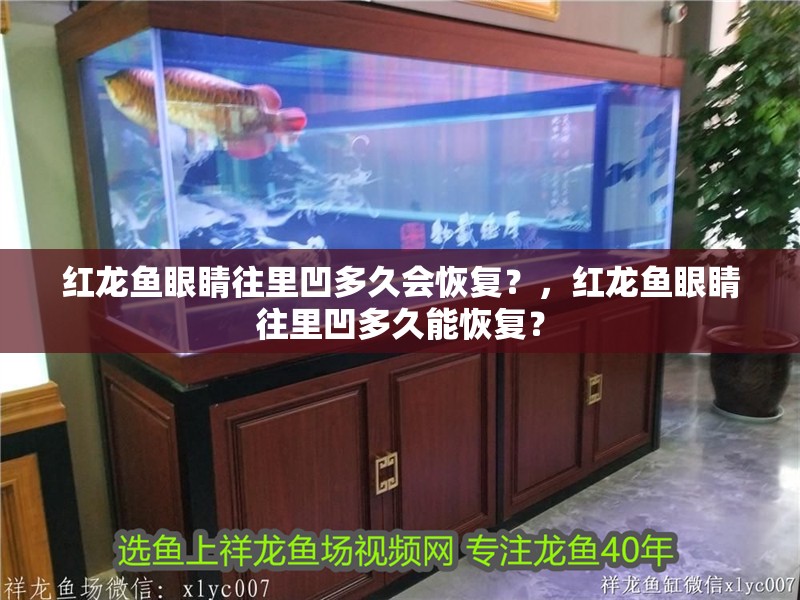 紅龍魚眼睛往里凹多久會恢復？，紅龍魚眼睛往里凹多久能恢復？