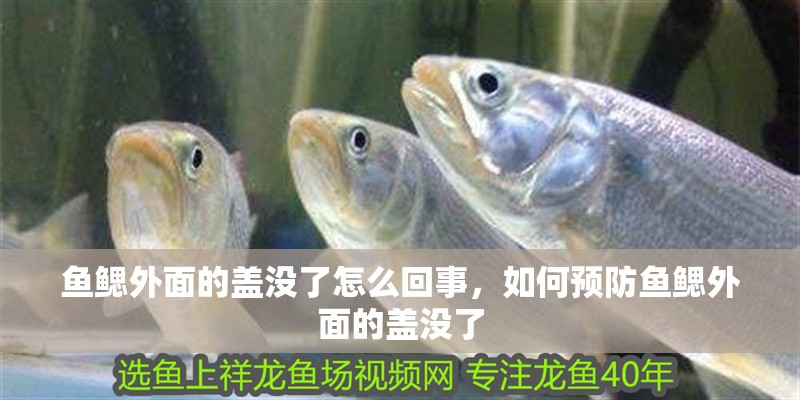 魚鰓外面的蓋沒了怎么回事，如何預(yù)防魚鰓外面的蓋沒了 魚鰓外面的蓋沒了怎么回事，如何預(yù)防魚鰓外面的蓋沒了 龍魚百科