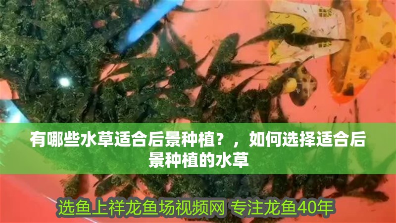 有哪些水草適合后景種植？，如何選擇適合后景種植的水草 有哪些水草適合后景種植？，如何選擇適合后景種植的水草 龍魚百科
