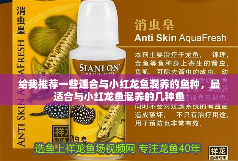 給我推薦一些適合與小紅龍魚混養(yǎng)的魚種，最適合與小紅龍魚混養(yǎng)的幾種魚 給我推薦一些適合與小紅龍魚混養(yǎng)的魚種，最適合與小紅龍魚混養(yǎng)的幾種魚 龍魚百科