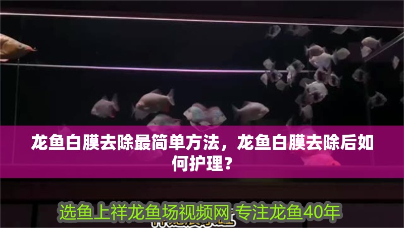 龍魚白膜去除最簡單方法，龍魚白膜去除后如何護理？ 龍魚白膜去除最簡單方法，龍魚白膜去除后如何護理？ 龍魚百科