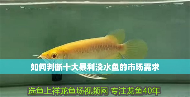 如何判斷十大暴利淡水魚的市場需求 如何判斷十大暴利淡水魚的市場需求 龍魚百科