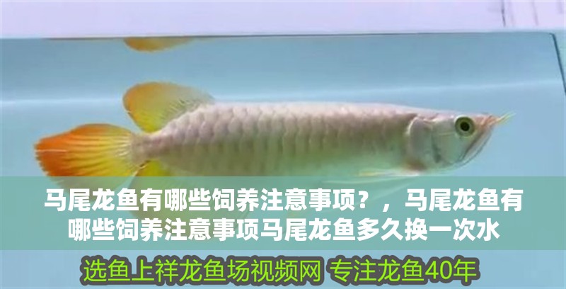 馬尾龍魚有哪些飼養(yǎng)注意事項(xiàng)？，馬尾龍魚有哪些飼養(yǎng)注意事項(xiàng)馬尾龍魚多久換一次水