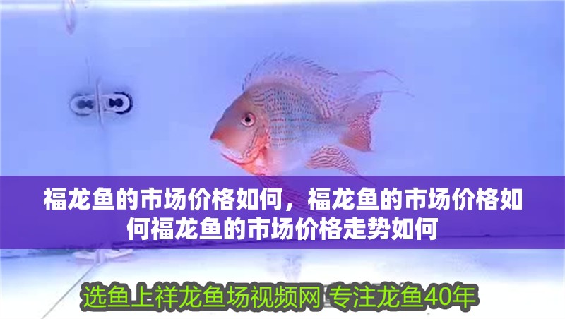 福龍魚的市場價格如何，福龍魚的市場價格如何福龍魚的市場價格走勢如何 福龍魚的市場價格如何，福龍魚的市場價格如何福龍魚的市場價格走勢如何 龍魚百科