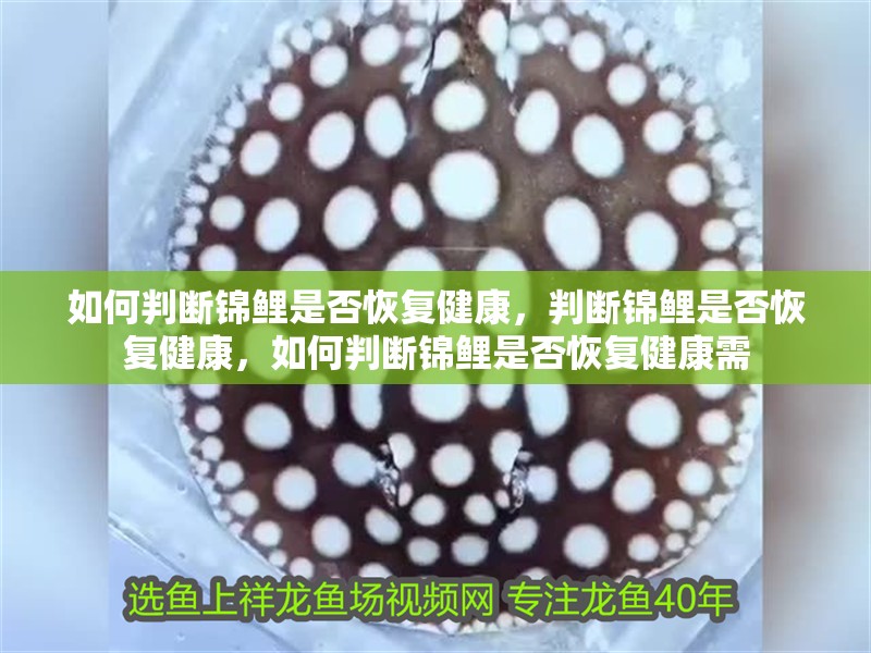 我的虎魚真菌感染了要怎么處理 如何判斷錦鯉是否恢復(fù)健康,判斷錦鯉是否恢復(fù)健康,如何判斷錦鯉是否恢復(fù)健康需 龍魚百科 如何判斷錦鯉是否恢復(fù)健康,判斷錦鯉是否恢復(fù)健康,如何判斷錦鯉是否恢復(fù)健康需 如何判斷錦鯉是否恢復(fù)健康,判斷錦鯉是否恢復(fù)健康,如何判斷錦鯉是否恢復(fù)健康需 龍魚百科