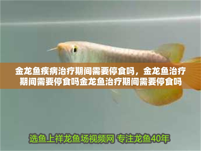 金龍魚疾病治療期間需要停食嗎，金龍魚治療期間需要停食嗎金龍魚治療期間需要停食嗎