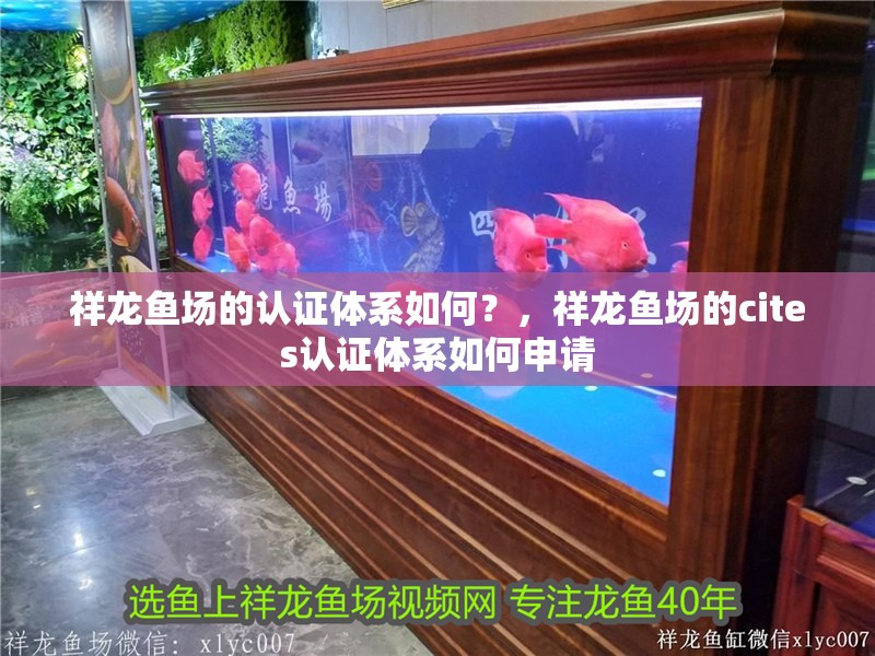 祥龍魚場的認(rèn)證體系如何？，祥龍魚場的cites認(rèn)證體系如何申請 祥龍魚場的認(rèn)證體系如何？，祥龍魚場的cites認(rèn)證體系如何申請 龍魚百科