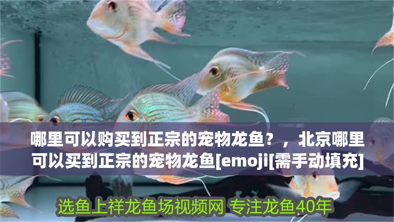 哪里可以購買到正宗的寵物龍魚？，北京哪里可以買到正宗的寵物龍魚[emoji[需手動填充]1f338[[需手動填充]emoji[需手動填充] 哪里可以購買到正宗的寵物龍魚？，北京哪里可以買到正宗的寵物龍魚[emoji[需手動填充]1f338[[需手動填充]emoji[需手動填充] 龍魚百科