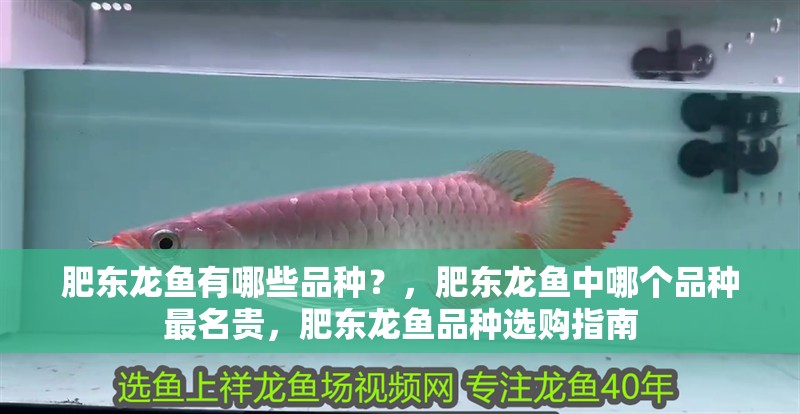 肥東龍魚有哪些品種？，肥東龍魚中哪個品種最名貴，肥東龍魚品種選購指南 肥東龍魚有哪些品種？，肥東龍魚中哪個品種最名貴，肥東龍魚品種選購指南 龍魚百科