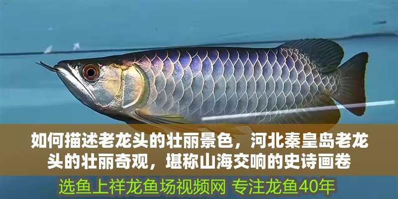 如何描述老龍頭的壯麗景色，河北秦皇島老龍頭的壯麗奇觀，堪稱山海交響的史詩畫卷 如何描述老龍頭的壯麗景色，河北秦皇島老龍頭的壯麗奇觀，堪稱山海交響的史詩畫卷 龍魚百科