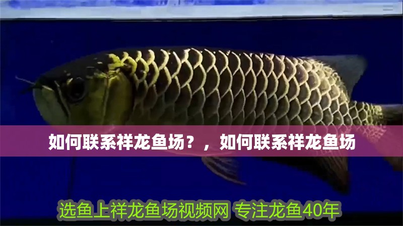 如何聯系祥龍魚場？，如何聯系祥龍魚場 如何聯系祥龍魚場？，如何聯系祥龍魚場 龍魚百科