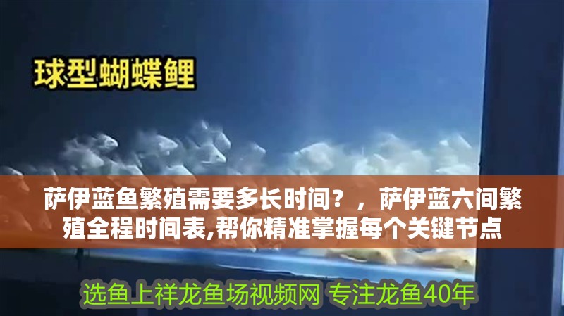 薩伊藍魚繁殖需要多長時間？，薩伊藍六間繁殖全程時間表,幫你精準掌握每個關鍵節點