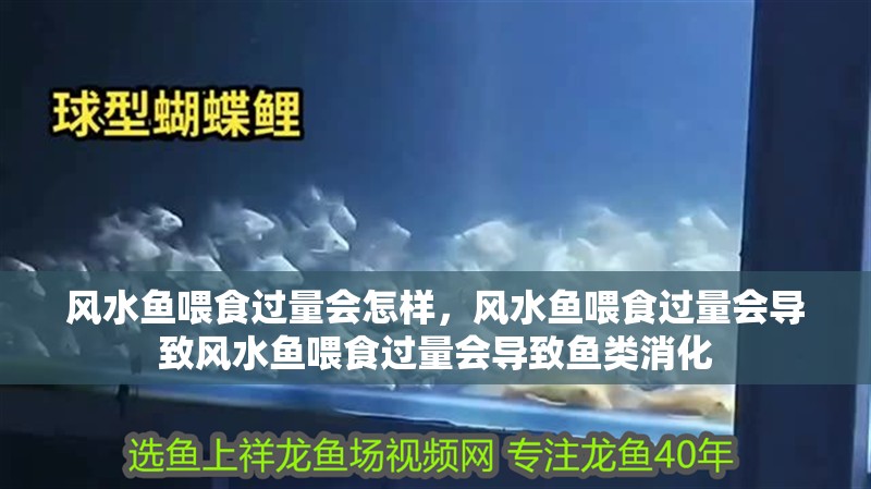 風水魚喂食過量會怎樣，風水魚喂食過量會導致風水魚喂食過量會導致魚類消化 風水魚喂食過量會怎樣，風水魚喂食過量會導致風水魚喂食過量會導致魚類消化 龍魚百科