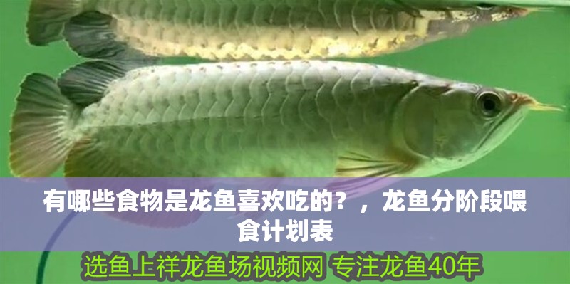 有哪些食物是龍魚喜歡吃的？，龍魚分階段喂食計劃表