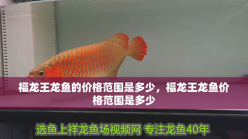 魚缸過濾器選購指南:自制魚缸過濾器魚缸上置過濾器對于養魚愛好者的必備知識 福龍王龍魚的價格范圍是多少,福龍王龍魚價格范圍是多少 龍魚百科 福龍王龍魚的價格范圍是多少,福龍王龍魚價格范圍是多少 福龍王龍魚的價格范圍是多少,福龍王龍魚價格范圍是多少 龍魚百科