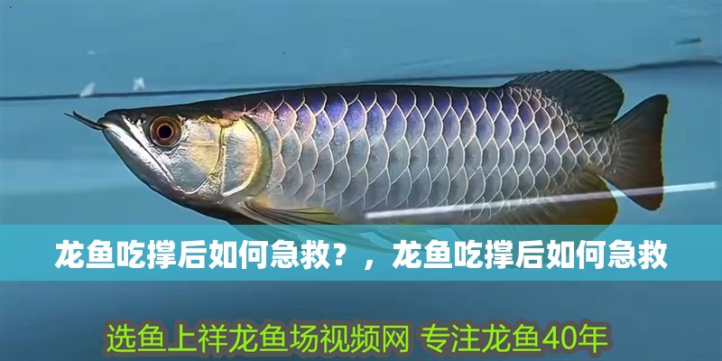 鸚鵡魚(yú)和銀龍魚(yú)混養(yǎng)怎樣喂食 龍魚(yú)吃撐后如何急救?,龍魚(yú)吃撐后如何急救 龍魚(yú)百科 龍魚(yú)吃撐后如何急救?,龍魚(yú)吃撐后如何急救 龍魚(yú)吃撐后如何急救?,龍魚(yú)吃撐后如何急救 龍魚(yú)百科