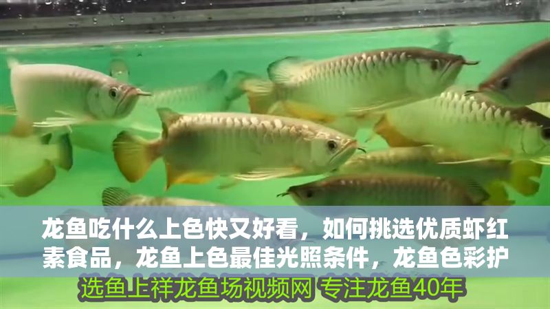 龍魚吃什么上色快又好看，如何挑選優質蝦紅素食品，龍魚上色最佳光照條件，龍魚色彩護理日常技巧
