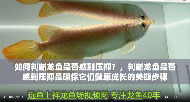 如何判斷龍魚是否感到壓抑？，判斷龍魚是否感到壓抑是確保它們健康成長的關鍵步驟