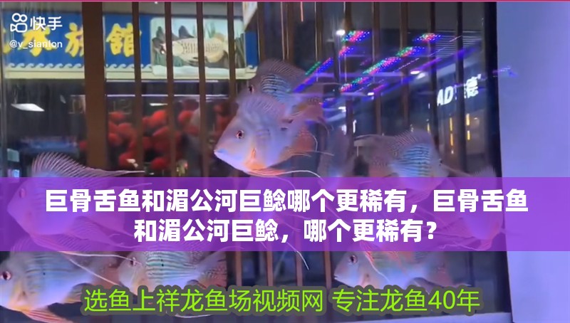 巨骨舌魚和湄公河巨鯰哪個更稀有，巨骨舌魚和湄公河巨鯰，哪個更稀有？ 巨骨舌魚和湄公河巨鯰哪個更稀有，巨骨舌魚和湄公河巨鯰，哪個更稀有？ 龍魚百科