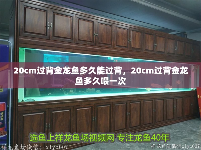 我的虎魚真菌感染了要怎么處理 20cm過背金龍魚多久能過背,20cm過背金龍魚多久喂一次 龍魚百科 20cm過背金龍魚多久能過背,20cm過背金龍魚多久喂一次 20cm過背金龍魚多久能過背,20cm過背金龍魚多久喂一次 龍魚百科