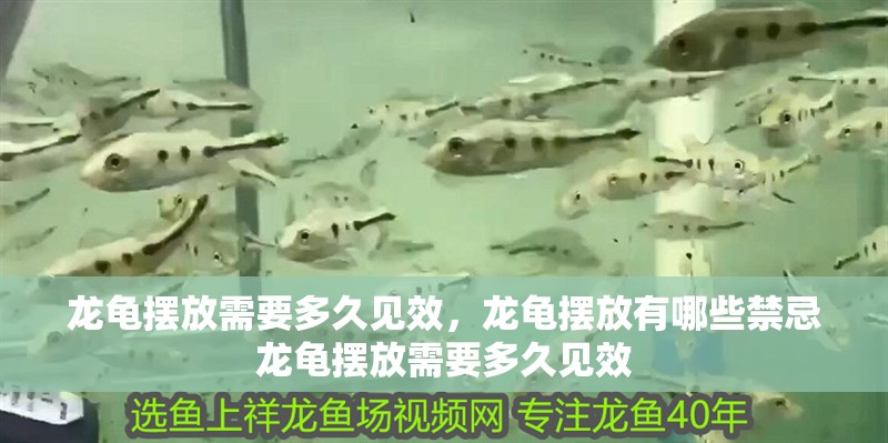 龍龜擺放需要多久見效，龍龜擺放有哪些禁忌龍龜擺放需要多久見效 龍龜擺放需要多久見效，龍龜擺放有哪些禁忌龍龜擺放需要多久見效 龍魚百科