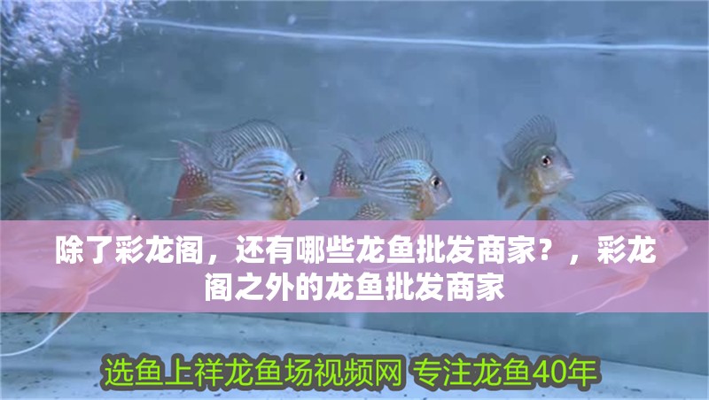 除了彩龍閣，還有哪些龍魚批發商家？，彩龍閣之外的龍魚批發商家 除了彩龍閣，還有哪些龍魚批發商家？，彩龍閣之外的龍魚批發商家 龍魚百科
