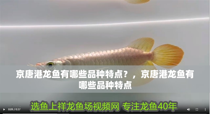 <strong><mark>京唐港</mark></strong>龍魚有哪些品種特點？，<strong><mark>京唐港</mark></strong>龍魚有哪些品種特點