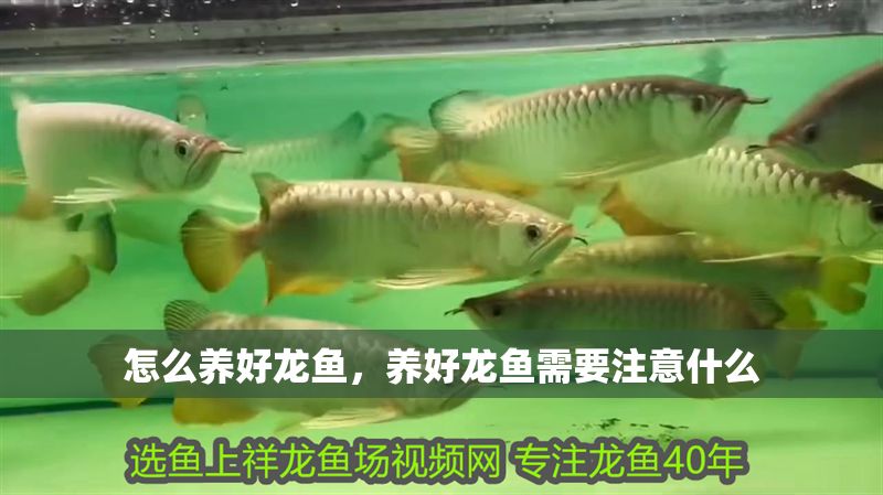 怎么養好龍魚，養好龍魚需要注意什么