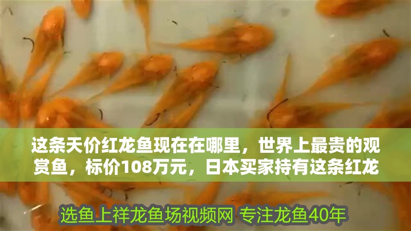 這條天價紅龍魚現(xiàn)在在哪里，世界上最貴的觀賞魚，標價108萬元，日本買家持有這條紅龍魚
